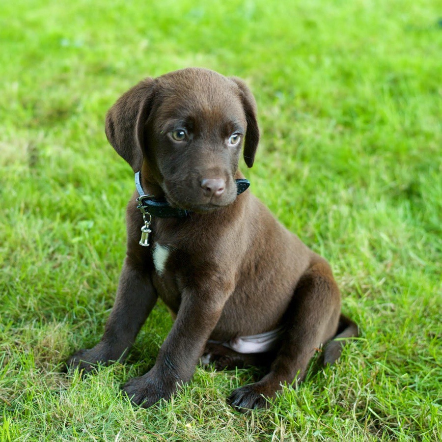 Leica Labrador chocolate puppy Leica